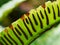 Spores in Stripes on back of Hart`s Tongue Fern Leaf