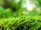 Sporophyte of freshness green moss with water drops growing in t