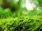 Sporophyte of freshness green moss with water drops growing in t