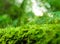 Sporophyte of freshness green moss with water drops growing in t