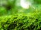 Sporophyte of freshness green moss with water drops growing in t