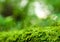 Sporophyte of freshness green moss with water drops growing in t