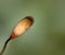 Sporophyte of moss and capsule with spores