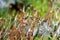 Sporophytes of Haircap moss (Polytrichum spp)