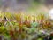 Sporophytes spore-bearing capsules of moss closeup