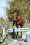 Sport brown horse jumping in freedom