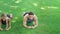 Sport couple training plank exercise together on grass in summer park.