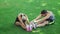 Sport couple training stretch exercise on green grass in summer park