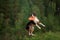 Sport with a dog. Border Collie catches the disc. Active lifestyle, health