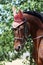 Sport horse close up under old leather saddle on dressage competition. Equestrian sport background