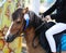 Sport horse head portrait closeup under saddle during competition outdoors