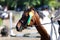 Sport horse head portrait closeup under saddle during competition outdoors