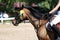 Sport horse head portrait closeup under saddle during competition outdoors