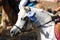 Sport horse head portrait closeup under saddle during competition outdoors