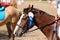 Sport horse head portrait closeup under saddle during competition outdoors