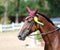 Sport horse head portrait closeup under saddle during competition outdoors