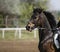 Sport horse portrait during dressage competition