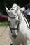 Sport horse portrait during dressage competition