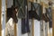 Sport horses resting on their boxes during sunset