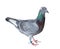 Sport racing pigeon bird isolate white background