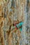 Sport rock climber woman on challenging overhanging climbing route in Kalymnos, Greece