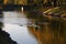 Sport rower in canal