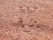 Sport shoe footprint on a tennis clay court. Dry light red surface