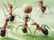 Sport team of ants playing soccer