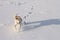 The sporting dog Japanese Akita Inu runs along the cleanest snowfield in a bright sunny winter day in Siberia.