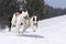 Sportive dogs in the mountain