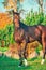 Sportive warmblood horse posing against pine trees