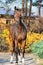 Sportive warmblood horse posing against stable