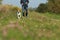Sportive woman walks her dog in autumn