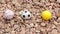 Sports balls on stones