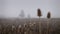 Sports in the deep fog. A bicycle rider in the background of a field stand near silhouettes of a big tree, misty