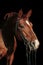 Sports dressage horse portrait in dark stable