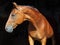 Sports dressage horse portrait in dark stable