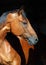 Sports dressage horse portrait in dark stable