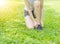 Sports Legs of young woman in fitness wear trying the shoestrings on green grass in the park. Healthy lifestyle concept