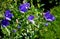 Sports light blue, bell-shaped flowers from late spring through summer. Rounded leaves are crinkled and irregularly toothed. Free