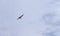 A sports pigeon flies away into the distance against a cloudy sky. The flight of the bird closeup.