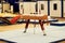 Sports Pommel horse. Empty gymnastics apparatus