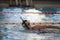 Sports pool. Child athlete swims in the pool