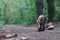 Sports shoes walking or jogging on green grass, man runner cross country running on trail in summer forest. Athlete male training