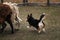 Sports standard for dogs on the presence of herding instinct. A beautiful and intelligent little shepherd dog. Pembroke black