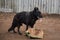 Sports training dog Playground in kennel of service German shepherds. Charming high bred dog. Large male black German shepherd of