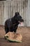 Sports training dog Playground in kennel of service German shepherds. Charming high bred dog. Large male black German shepherd of