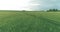 Sporty child runs through a green wheat field. Evening sport training exercises at rural meadow. A happy childhood is a