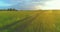 Sporty child runs through a green wheat field. Evening sport training exercises at rural meadow. A happy childhood is a