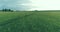 Sporty child runs through a green wheat field. Evening sport training exercises at rural meadow. A happy childhood is a